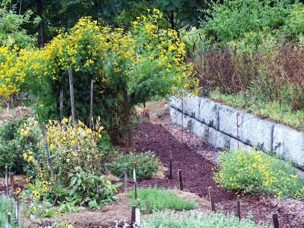 After the rain - New Herb, down the west side crop August 2022.jpg