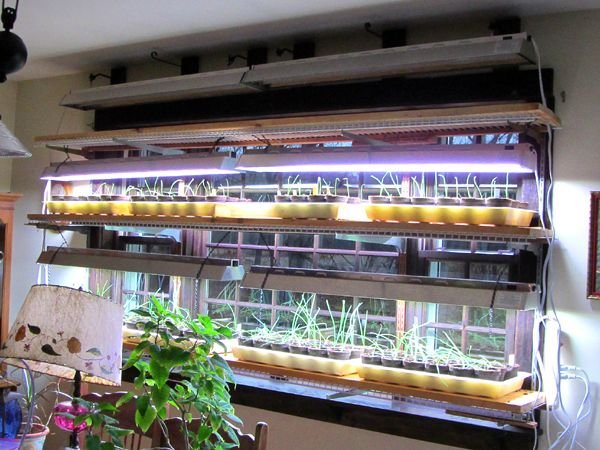 Dining room - only onions crop March 2025.jpg