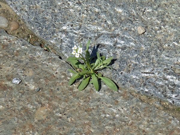 Walkway - 1st allyssum flower in crack crop May 2022.jpg