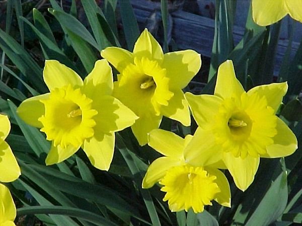 3.West.Side.Daffodils1.crop April.01.jpg