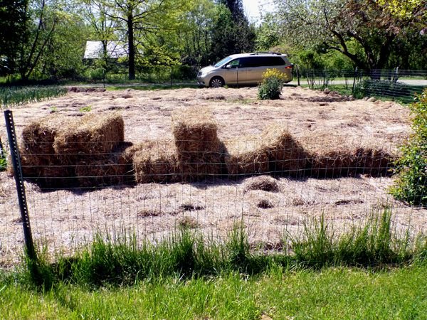 Big garden - 11 bales mulch crop May 2024.jpg