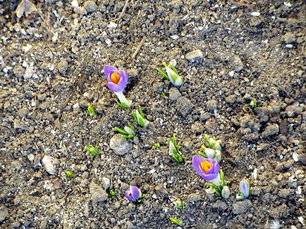 New West - crocus at end crop March 2025.jpg
