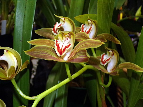 Orchid show15 crop Feb 2024.jpg
