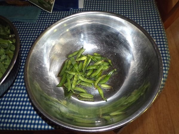 Green peas - all I got crop July 2024.jpg