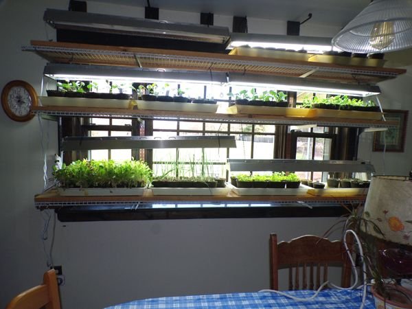 Dining room seedlings crop April 2024.jpg