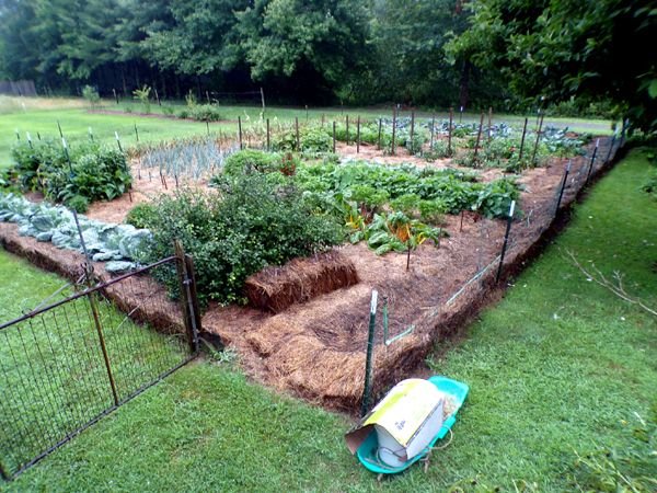 Big garden crop July 2024.jpg