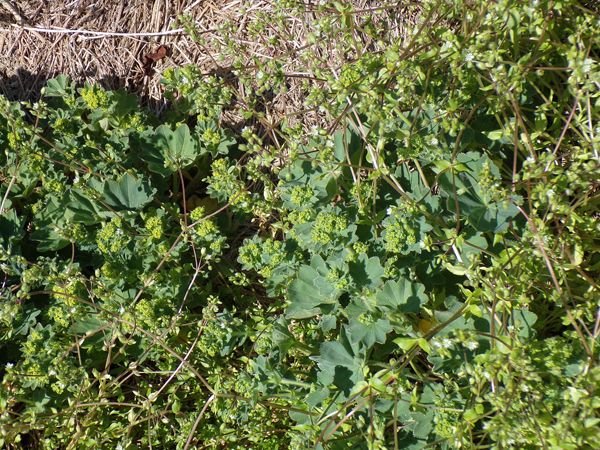 New Herb - Row 6, lady's mantle crop May 2022.jpg