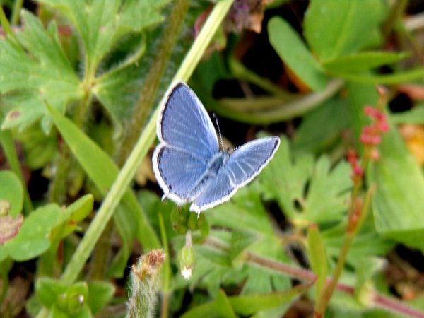 Tiny butterfly crop May 2024.jpg