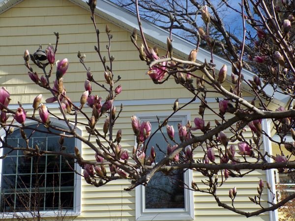 Magnolia - opening2 crop April 2023.jpg