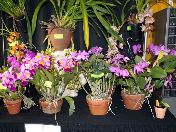 Orchid show9 crop Feb 2024.jpg