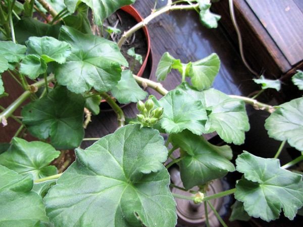 Geranium buds crop Dec 2024.jpg