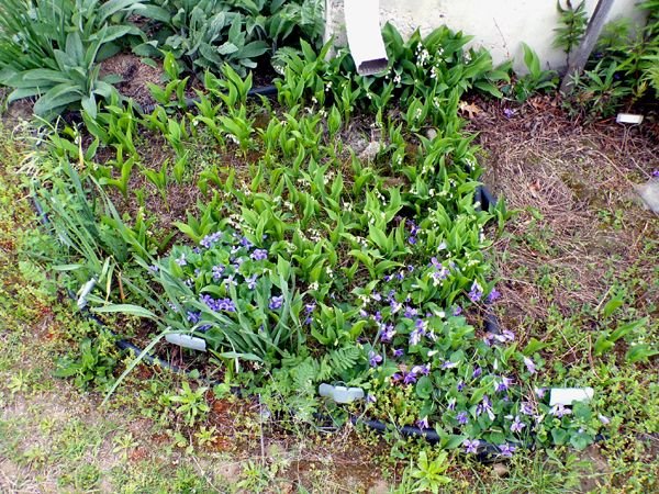 South Herb - violets and lily of the valley crop May 2024.jpg