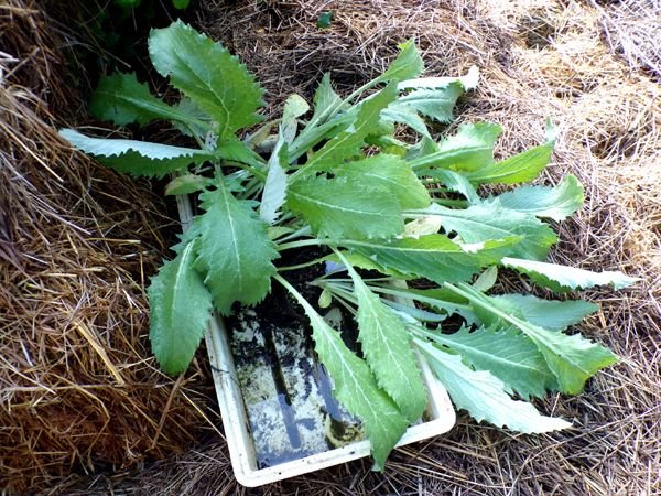 Artichoke seedlings crop May 2024.jpg