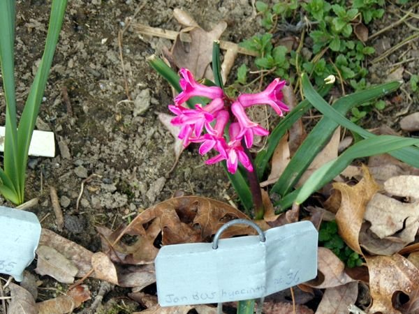 New East - Jan Bos hyacinth flowering crop April 2024.jpg