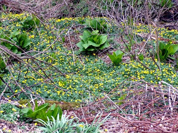 Lesser celandine in swamp crop April 2024.jpg