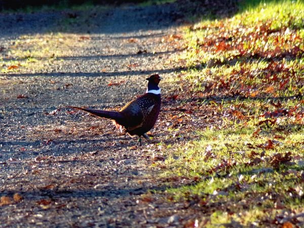 Pheasant4 crop Nov. 2022.jpg