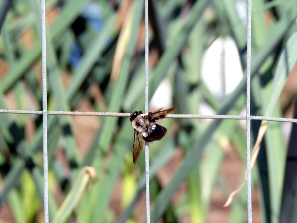 Bee on wire crop May 2024.jpg