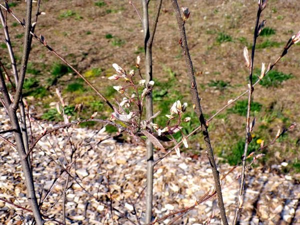 Little trees - serviceberry flowers2 crop April 2024.jpg
