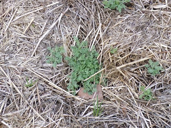 New Herb - Row 1, wormwood crop April 2021.jpg