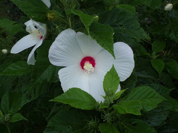 Hibiscus  - flower1 crop August 2022.jpg