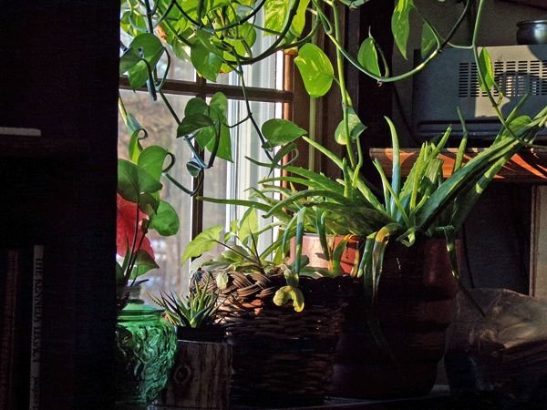 Houseplants afternoon sun1 crop Jan. 2022.jpg