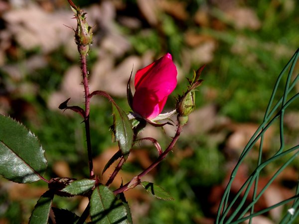 Big rose bud crop Oct. 2023.jpg