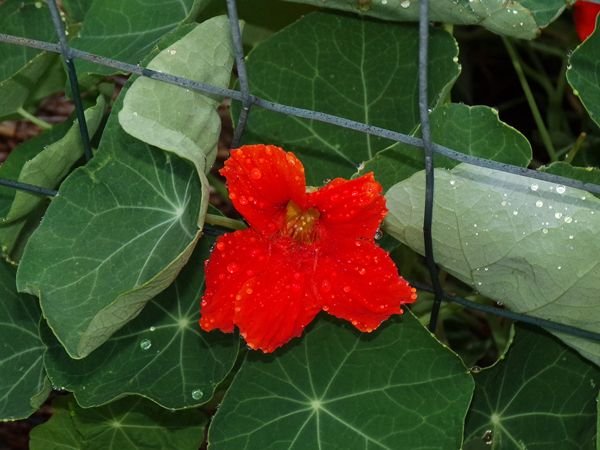 After the rain - Big garden, nasturtium1 crop August 2022.jpg