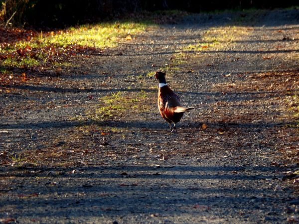 Pheasant3 crop Nov. 2022.jpg
