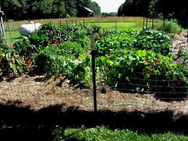 Big garden - half done crop August 2024.jpg