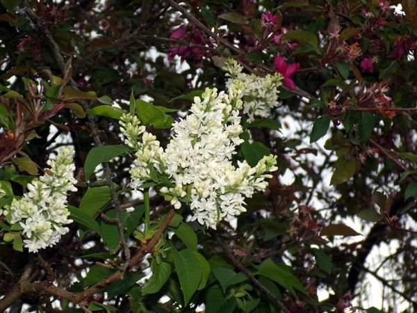 White lilac flowers crop May 2024.jpg