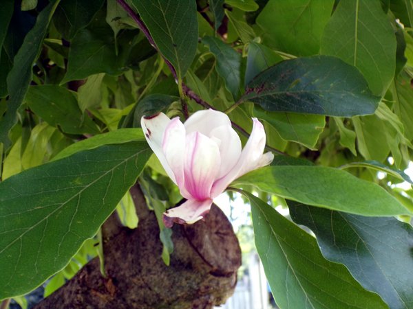 Magnolia - flower crop July 2024.jpg