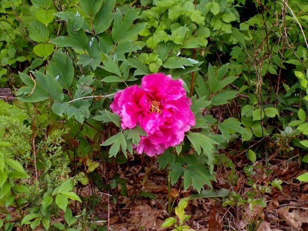 Lilacland - giant peony flower crop May 2024.jpg