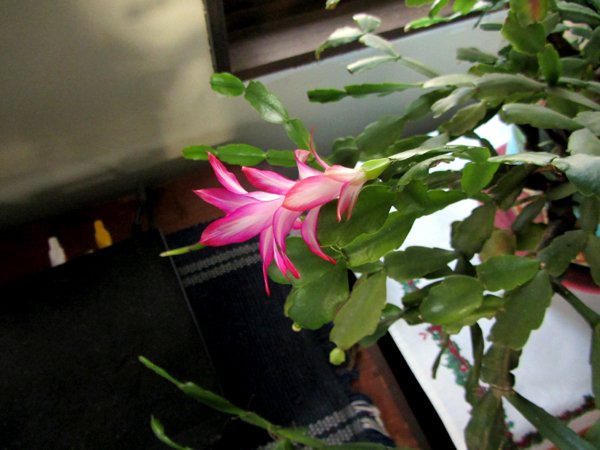 Christmas cactus flower2 crop Dec 2024.jpg