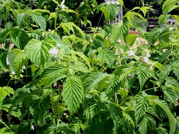 Anne raspberry - berries set crop May 2024.jpg