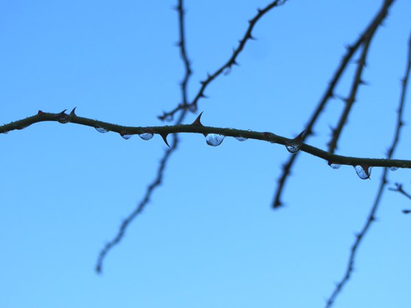 Frozen water drops1 crop Jan 2025.jpg