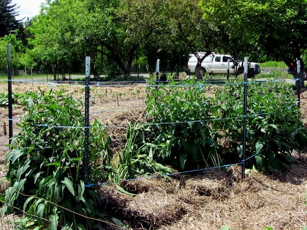 Big garden - comfrey tied up crop May 2025.jpg