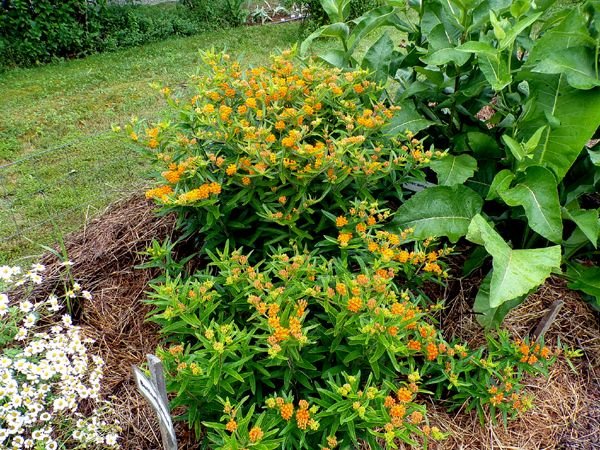 New Herb - Row 1, butterflyweed flowers crop June 2024.jpg