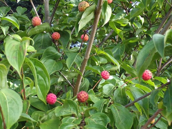 Kousa fruit2 crop Sept. 2022.jpg