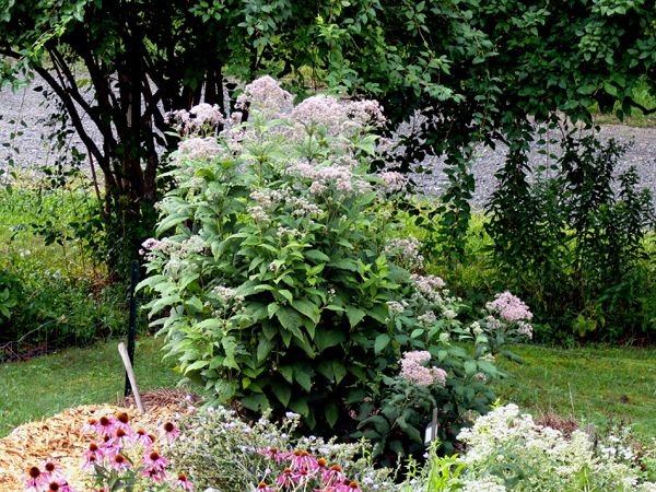 New Herb - Row 1, Joe Pye weed crop August 2024.jpg