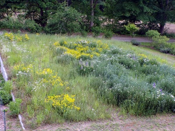 Wildflowers crop June 2023.jpg