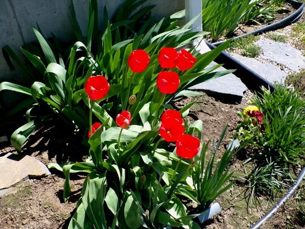 New West - red tulip clump crop April 2024.jpg