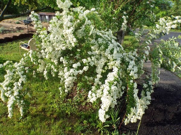 Spirea crop May 2021.jpg