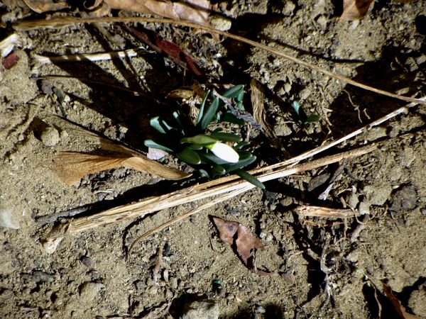 New West - 1st snow drop bud crop Feb 2025.jpg