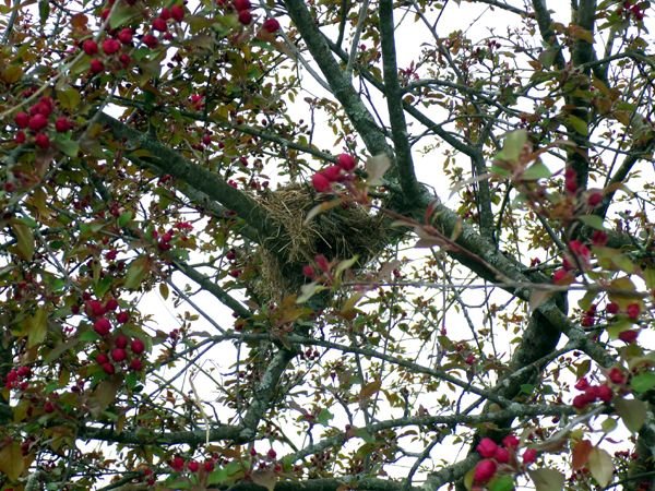 Crabapple - bird nest crop April 2024.jpg