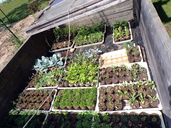 Cold frames - 2nd one filled3 crop May 2023.jpg