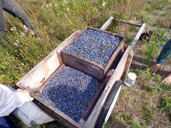 Blueberries - picked, Marianna, Carina, Phoebe crop July 2024.jpg