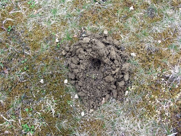 Mole hole crop April 2025.jpg