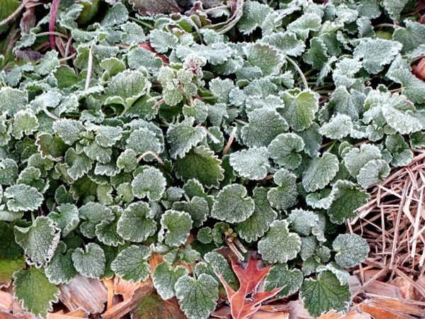 New Herb - Row 5, catnip frosted crop Dec 2024.jpg