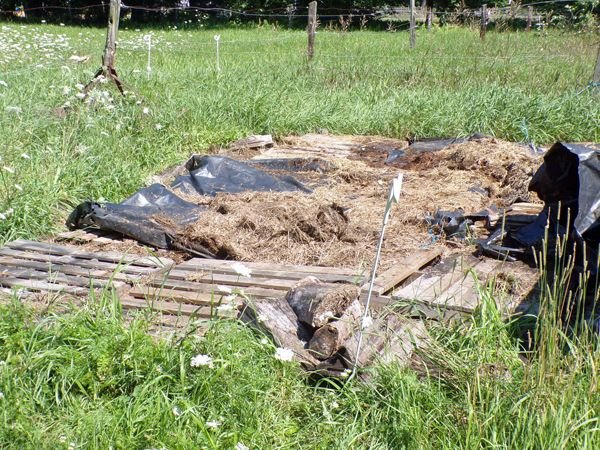 Remains of old hay stack crop July 2021.jpg