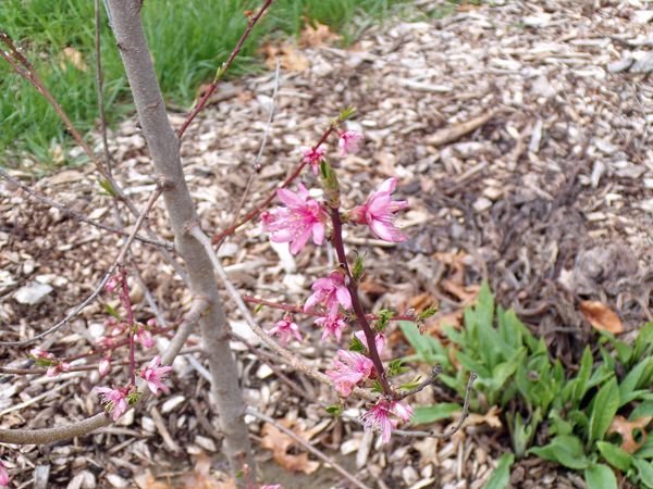 Little Trees - Contender peach flowers1 crop April 2021.jpg